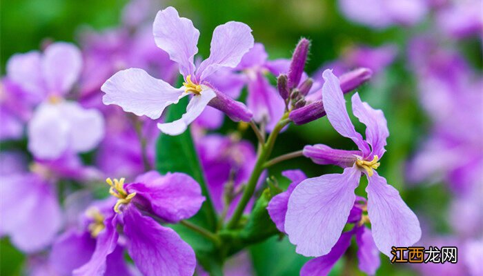 二月兰的花语及传说是什么 二月兰的花语及传说