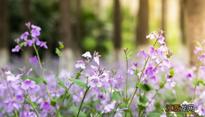 二月兰的花语及传说是什么 二月兰的花语及传说