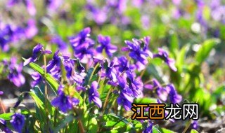 紫花地丁种植方法和注意事项 紫花地丁种植方法和注意事项有什么