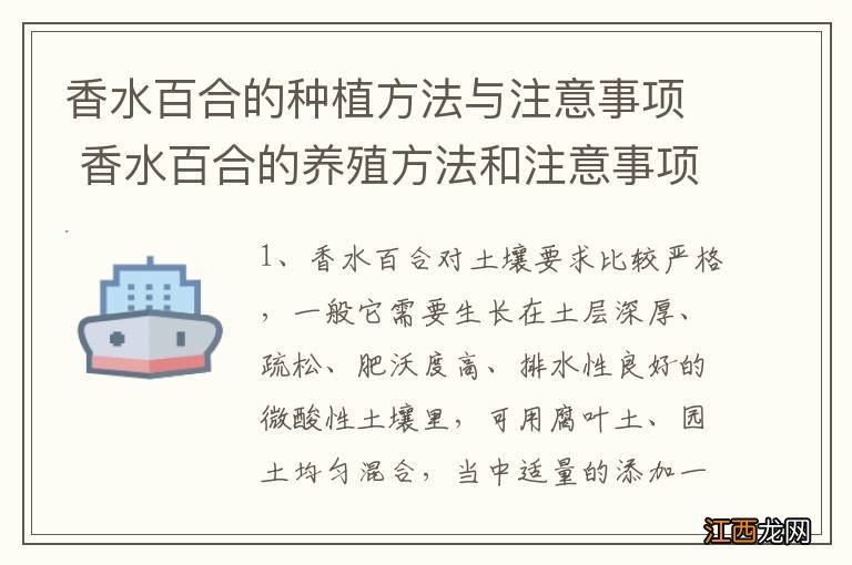 香水百合的种植方法与注意事项 香水百合的养殖方法和注意事项有哪些