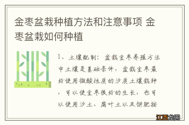 金枣盆栽种植方法和注意事项 金枣盆栽如何种植