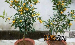 金枣盆栽种植方法和注意事项 金枣盆栽如何种植