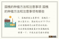 国槐的种植方法和注意事项 国槐的种植方法和注意事项有哪些