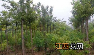 国槐的种植方法和注意事项 国槐的种植方法和注意事项有哪些