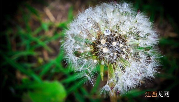 蒲公英是什么样子图片 蒲公英是什么样子