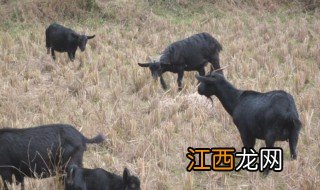 东山羊是哪里的 东山羊简单介绍