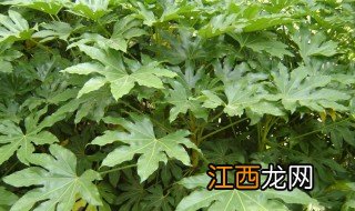 种植八角金盘注意事项 种植八角金盘注意事项有哪些