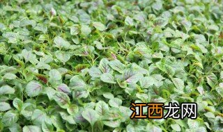 春菜的种植方法与注意事项 春菜怎么种植