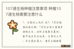 107速生杨种植注意事项 种植107速生杨需要注意什么