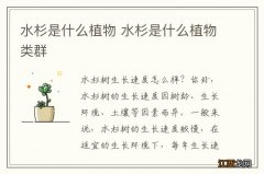 水杉是什么植物 水杉是什么植物类群