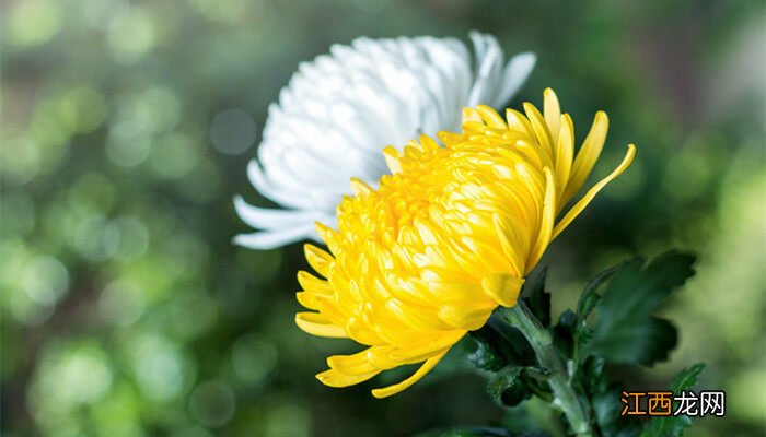 菊花怎么养才能养好 菊花怎么养