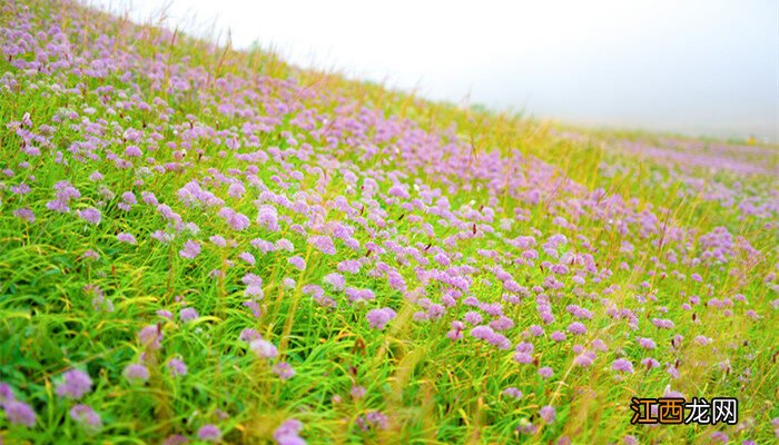 野韭菜花几月份采摘好 野韭菜花几月份采摘