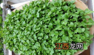 鸡毛菜的种植方法和注意事项 鸡毛菜怎么种