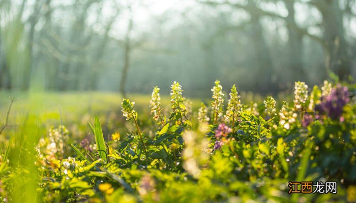 小米草几年生 小米草是多年生吗