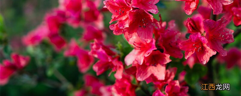 杜鹃花的花语及传说故事 杜鹃花的花语及传说