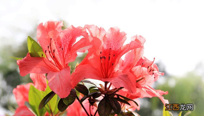 杜鹃花的花语及传说故事 杜鹃花的花语及传说