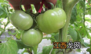 胰岛果种植应注意事项 胰岛果种植要注意什么