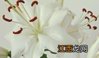 百合种植的注意事项有哪些 百合如何种植