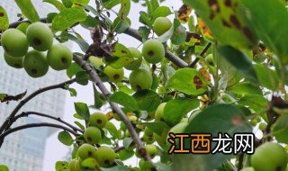 垂丝海棠的种植方法和注意事项 垂丝海棠的种植方法和注意事项有什么