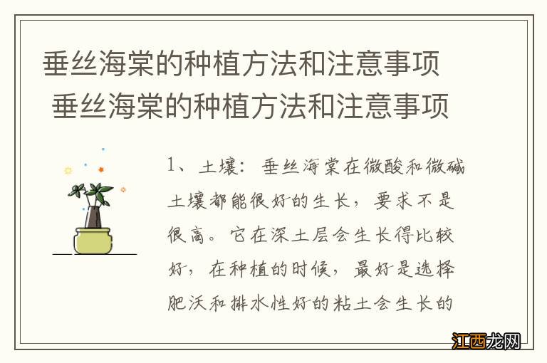 垂丝海棠的种植方法和注意事项 垂丝海棠的种植方法和注意事项有什么