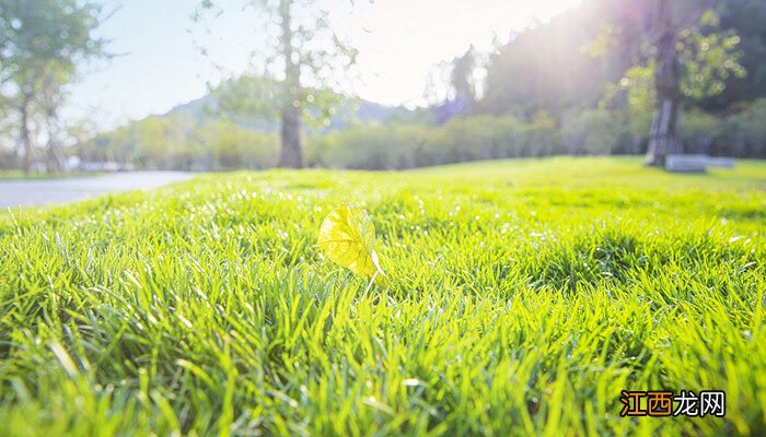 地肤草播种方法视频 地肤草播种方法