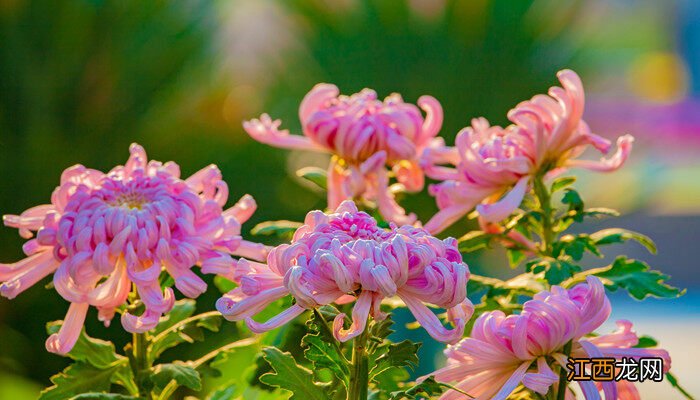 黄色的菊花代表什么意思 菊花代表什么意思