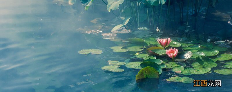 莲花怎么养 放在水里 莲花怎么养