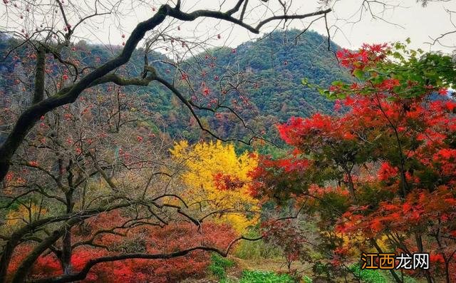 丹山赤水，处处皆是秋景