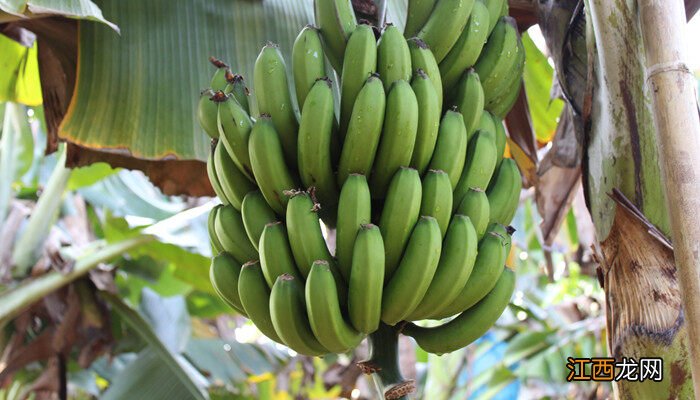香蕉树苗是怎么培育的 香蕉树是一年一种吗
