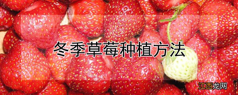 冬季草莓种植方法