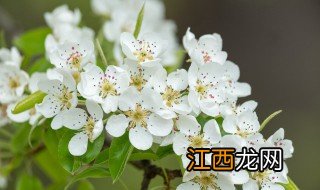 白樱花和梨花的区别 白樱花和梨花有哪些区别