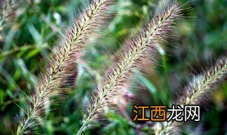 狼尾是什么 狼尾的介绍