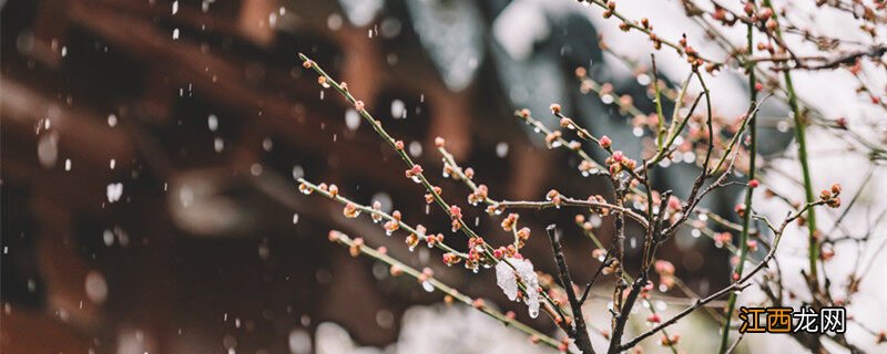 梅花开在什么季节盛开 梅花开在什么季节