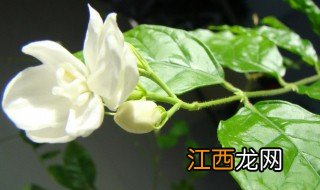 茉莉花的气味是什么 茉莉花的气味是怎么样的呢