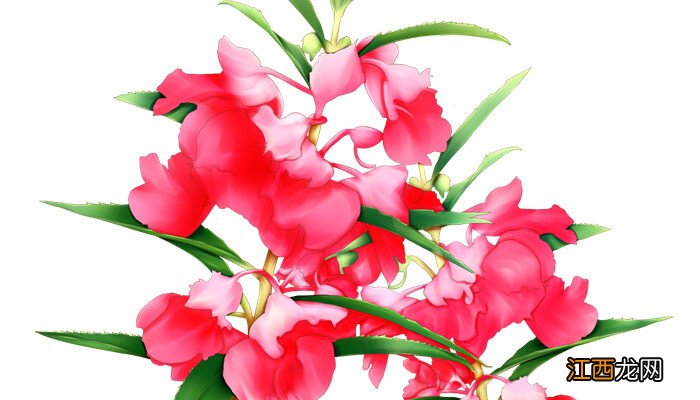 凤仙花花语象征着什么 凤仙花花语