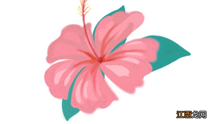 凤仙花花语象征着什么 凤仙花花语