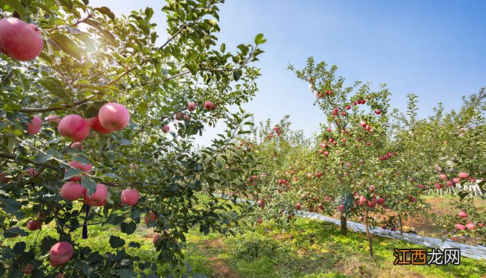 苹果盆栽种植方法大全 苹果盆栽种植方法