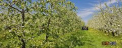 苹果盆栽种植方法大全 苹果盆栽种植方法