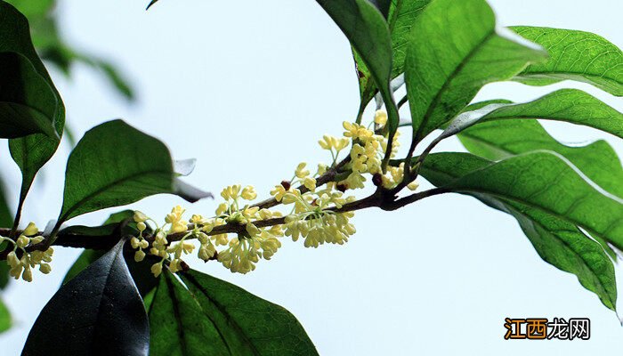 桂花树结果是怎么回事能吃吗 桂花树结果是怎么回事