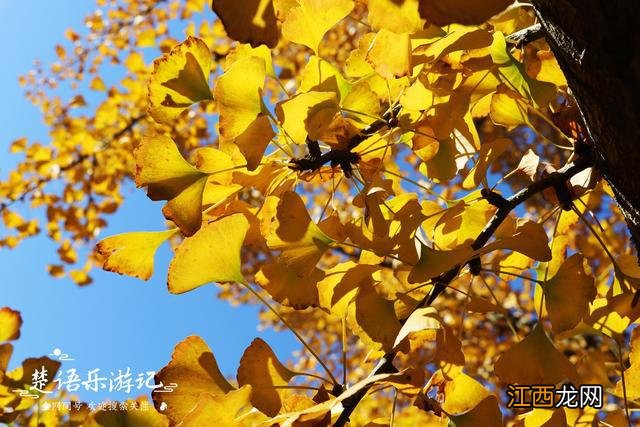 宁波这个古村盛产盆景，村外漫山红枫和黄叶，景色优美却少有人来