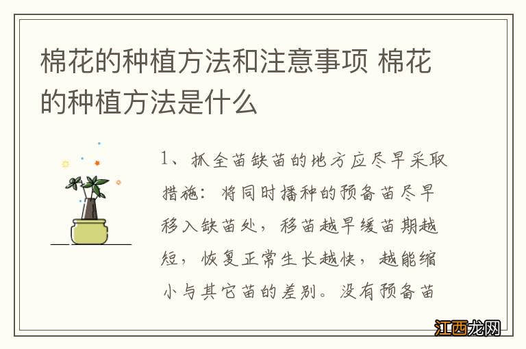 棉花的种植方法和注意事项 棉花的种植方法是什么