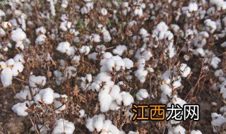 棉花的种植方法和注意事项 棉花的种植方法是什么