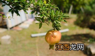 石榴花种植方法及注意事项 石榴花种植方法及注意事项有哪些