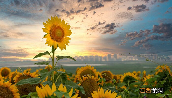 向日葵怎么传播种子 向日葵靠什么传播种子