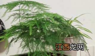 送绿植给男友有什么讲究 送男生盆栽寓意