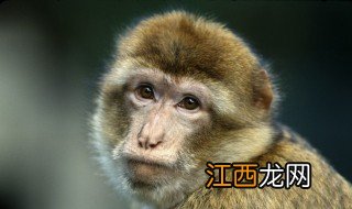 沐猴而冠打一生肖 沐猴而冠打一个什么生肖