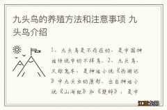 九头鸟的养殖方法和注意事项 九头鸟介绍