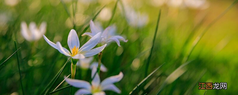 葱兰几月份开花春季和夏季怎么养 葱兰几月份开花