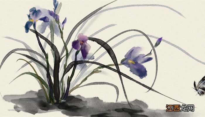 大花蕙兰用什么盆好看 大花蕙兰用什么盆好