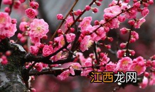 梅花是什么季节 梅花介绍